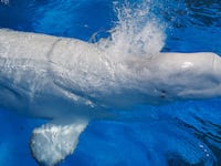 After a 12-hour flight, a beluga whale swims in a holding pool at SeaWorld on Saturday, Aug. 22, 2026.