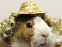 articles/2013/05/13/meet-maki-yamada-guinea-pig-fashion-designer/130512-gp-tease_mlx5lg