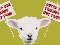 190927-messer-antioch-sheep-hero_bmxfkn