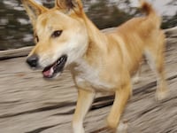 articles/2012/06/12/pets-or-predators-10-things-on-australia-s-famous-dog-the-dingo/dingo-facts-tease_sguqte