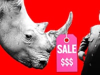 170903-obaji-rhino-horn-hero_wxvhjp