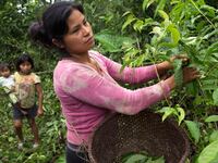 articles/2014/08/29/bye-bye-latte-hello-guayusa-why-the-amazon-holds-the-secret-to-a-cleaner-healthier-caffeine/140828-presser-amazon-tease_zg5mjv