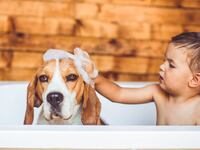 articles/2015/11/26/can-dogs-prevent-anxiety-in-kids/151125-haglage-pets-tease_f5yh0w