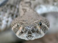 articles/2016/03/11/texas-rattlesnake-fest-may-bite-the-dust/160310-joiner-rattler_uppocy