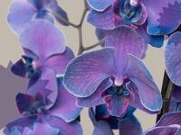 orchids-hed_hwtljy
