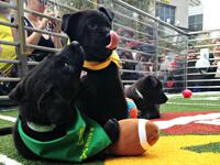 articles/2017/02/05/how-to-watch-live-puppy-bowl-and-kitten-bowl-2017/170130-puppy-bowl-superbowl-tease_rykn6i