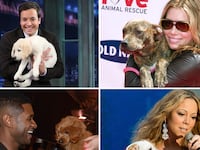 galleries/2012/11/03/blake-lively-usher-more-celebrities-crazy-about-their-dogs-photos/celeb-dogs-tease_h7fkew