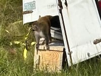 Escaped rhesus monkey