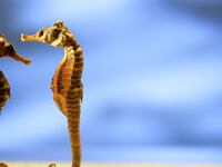 articles/2015/07/03/are-seahorses-the-secret-to-robots/150602-lytton-seahorse-tease_t8lvt4