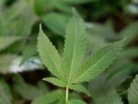 articles/2014/05/30/house-passes-bill-to-end-medical-marijuana-raids-by-the-dea/130604-marijuana-convictions-bias-cheat_xlzqzg
