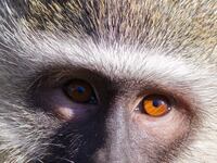 articles/2012/06/17/zoobiquity-what-animals-can-teach-us-about-our-health/zoobiquity-zimmer-tease_avkvpy