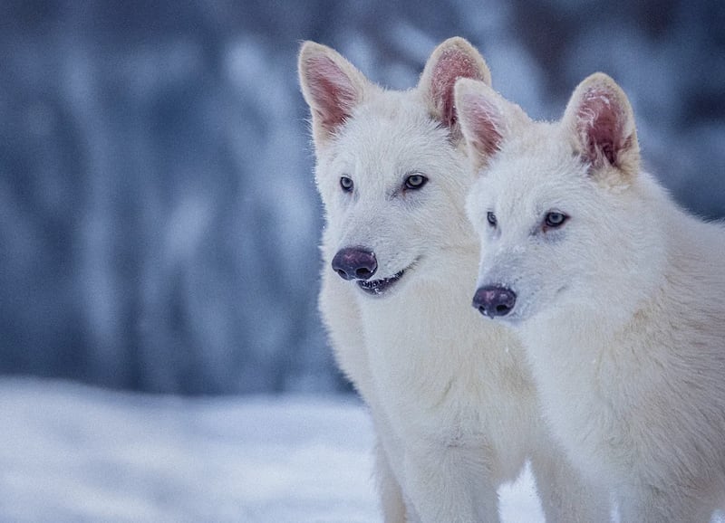 Dire wolves grew in popularity after Game of Thrones.