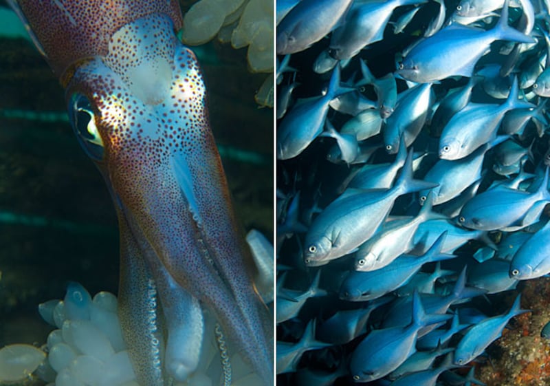 galleries/2010/11/28/animal-iqs/animal-iqs---cephalopods-fish_qnpu94