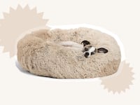 dog-bed_njv1nf