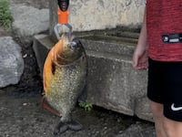 Young boy catches a piranha while fishing