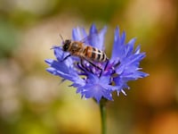 cornflower_ykfffi