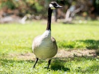 A Canada goose is seen in Jackson Park in Chicago, Illinois, United States, on July 29, 2026.