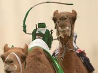 articles/2013/12/07/dubai-s-camel-races-embrace-robot-jockeys/131206-robot-camel-racing-tease_paapdi