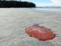 Lions mane jellyfish