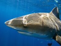 Jupiter, Florida - May 05, 2022: A bull sharks comes close to inspect tourist and their cameras during an eco tourism shark dive off of Jupiter, Florida on May 5, 2022. (Photo by Joseph Prezioso/Anadolu Agency via Getty Images)