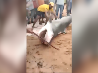 Screenshot from video of man beating the shark with a metal club.