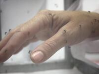 articles/2013/08/06/mosquitoes-love-some-people-more-and-science-wants-to-know-why/130806-mosquito-dzieza-tease_ff7i8o