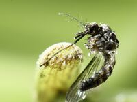 articles/2016/09/06/congress-is-finally-freaking-out-over-zika/160905-kucinich-zika-tease_luppc7