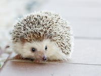hedgehog-g12e3666cf_1920_jjazay
