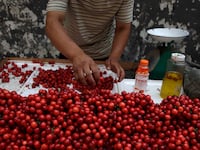 articles/2013/08/17/chinese-consumers-are-buying-cherries-directly-from-american-farmers/130816-meany-china-cherry-tease-embed_jpdbew