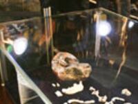 articles/2010/04/16/meet-your-great-grandma/simon-paleontology_94805_h7o4hj