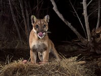 2016-04-06T120000Z_573244438_D1AESWWIYJAA_RTRMADP_3_CALIFORNIA-MOUNTAINLION_yiqszm
