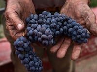 210426-quinn-grapes-tease_txputv