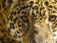 articles/2017/01/17/trump-s-wall-threatens-last-jaguars-in-the-u-s/170116-Emrick-border-jaguars-tease_dvdgil