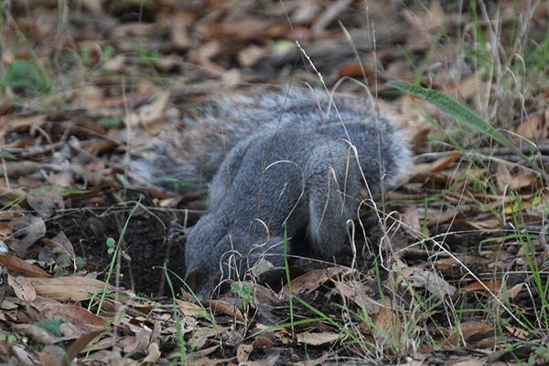 gray_squirrel_beav0f