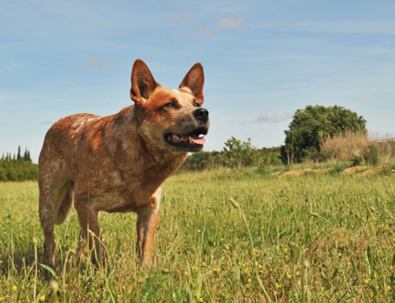 galleries/2010/10/29/dangerous-dogs/dangerous-dogs---aussie-cattle_agjxnd