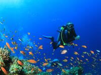 galleries/2014/04/12/10-best-dive-sites-in-north-america-photos/140411-diving-spots-oyster-tease_vbdoco