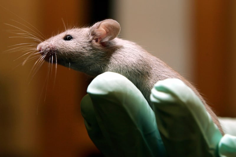 articles/2013/04/26/stop-green-hill-activists-occupy-research-facility-and-release-mice/130425-nadeau-mice-milan-tease-embed_ejkcwt
