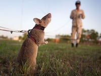 A rat sniffs for landmines.
