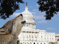 articles/2013/10/11/crying-wolf-on-capitol-hill/131010-mclean-crying-wolf-tease_bffv3m