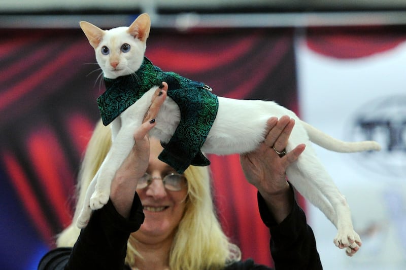 articles/2013/09/30/kitty-cature-fashion-show-an-amazing-dog-and-cat-fashion-show-happened-in-new-york-this-weekend/130929-dog-cat-fashion-embed2_hc22vy