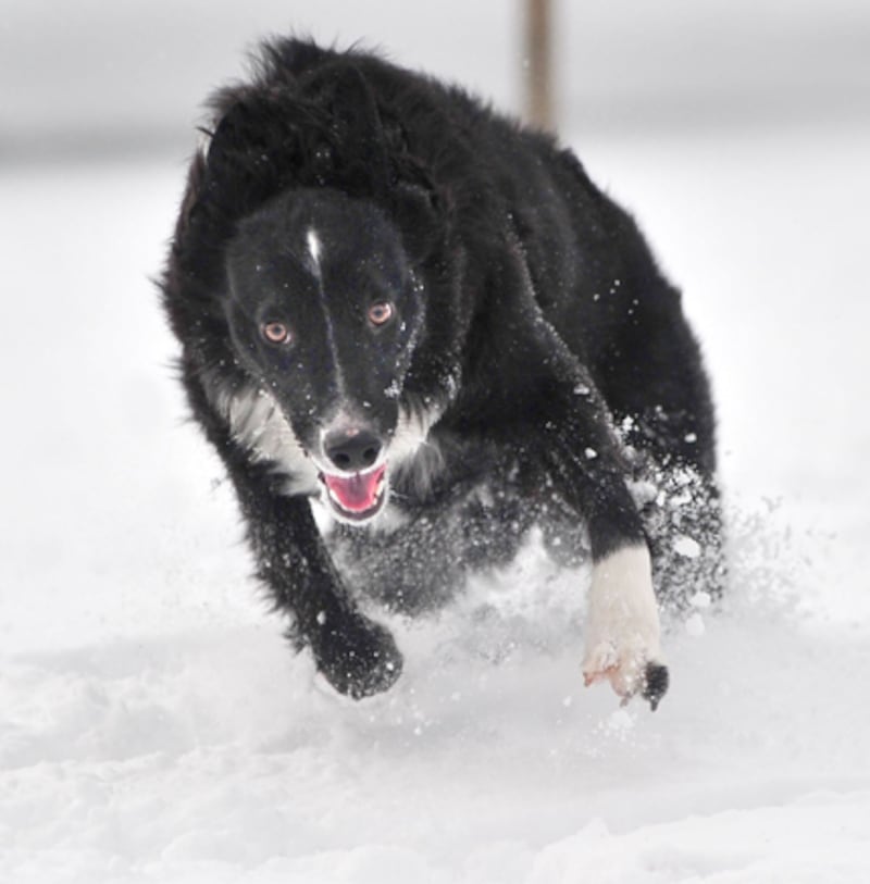galleries/2010/10/29/dangerous-dogs/dangerous-dogs---aussie-shepherd_pm1jet