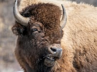 bison