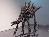 Stegosaurus skeleton.