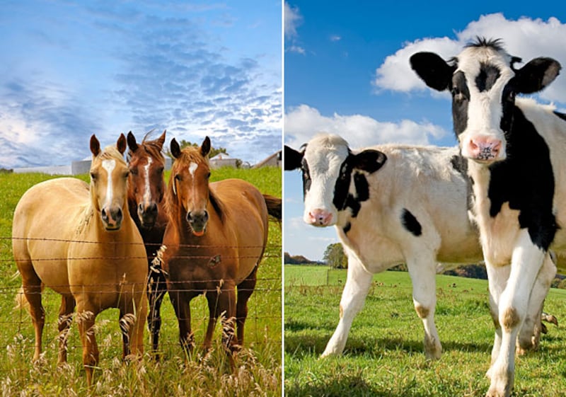 galleries/2010/11/28/animal-iqs/animal-iqs---horses-cows_pcrrid