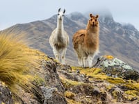 220930-machu-picchu-hero_hegvhc