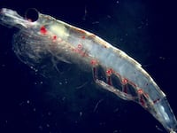 articles/2011/12/16/can-krill-end-world-hunger/krill-rufus_vm9bcr