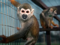 Monkeys in a research lab.