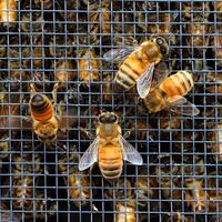 articles/2013/08/03/honey-harvest-at-the-waldorf-astoria-s-beehives/130802-dzieza-bees-tease_wdezzw