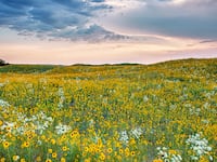 201115-Brooklyn-Nebraska-Visit-tease_tw5rao