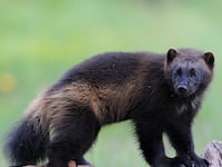 articles/2014/07/20/who-will-save-the-wolverine-not-the-u-s-fish-and-wildlife-service/140719-peacock-wolverines-tease_okspel
